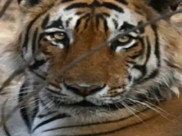 छत्तीसगढ़ के रिजर्व फॉरेस्ट में बढ़ा टाइगर का कुनबा, 19 से 25 होने के प्रमाण