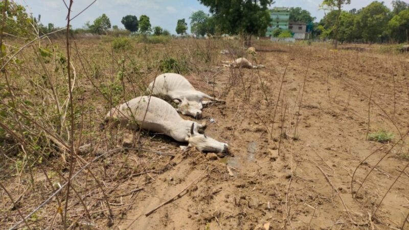 करेंट की चपेट में आने से 5 मवेशियों की मौत