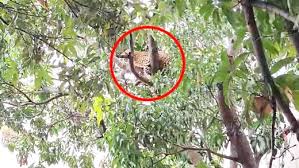 भानुप्रतापपुर बस स्टैंड के पास पेड़ पर बैठा दिखा तेंदुआ