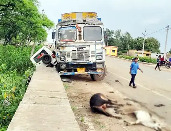 ट्रक के कुचलने से 4 मवेशियों की मौत:पुलिस गाड़ी को भी मारी ठोकर