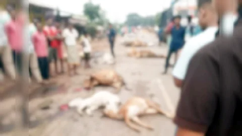 डेढ़ दर्जन गौवंश को वाहन ने रौंदा, आधे किमी सड़क हुई खून से लाल