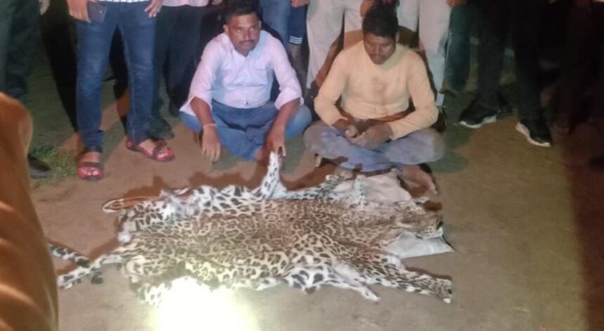 गरियाबंद में तेंदुए की खाल बेचने जा रहे 3 तस्करों को वन विभाग ने धरदबोचा, 2 आरोपी फरार