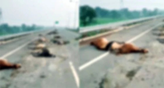 तेज रफ्तार हाइवा ने मवेशियों को कुचला, 18 मवेशियों की मौके पर ही मौत, आधा दर्जन से अधिक मवेशी गंभीर रूप से घायल