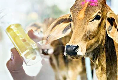 छत्तीसगढ़ में पहली बार आयोजन किया जा रहा गौ विज्ञान परीक्षा, टॉपर जीतेंगे 51 हजार कैश