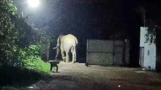 दंतैल हाथी ने राइस मिल में मचाया उत्पात, हाथी मित्र दल ने खदेड़ा, ग्रामीणों में दहशत