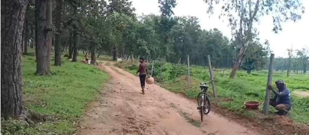 छितापडरिया के वन विभाग की जमीन पर बिना अनुमति बना दी सड़क,पेड़ों को भी नुकसान वन विभाग की जमीन पर बनाई गई अवैध सड़क