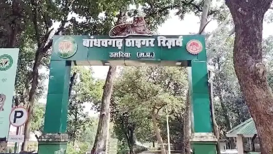 मध्य प्रदेश के बांधवगढ़ नेशनल पार्क में 48 घंटे में 8 हाथियों की मौत से मचा हड़कंप, आखिर क्या है वजह? SIT करेगी जांच