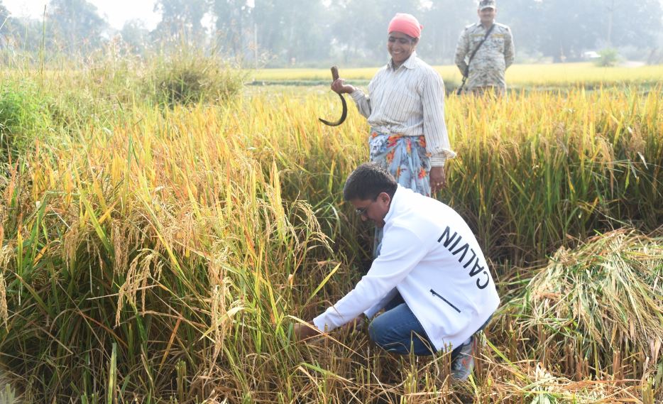 जब कलेक्टर उतरे खेत में, करने लगे धान की कटाई.. आखिर क्या रही वजह..?