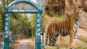देश का 56वां टाइगर रिजर्व बना गुरु घासीदास-तमोर पिंगला उद्यान, नोटिफिकेशन जारी