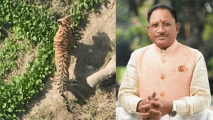 शहर के दायरे में घुसे बाघ का सफल रेस्क्यू, CM साय ने वन विभाग को दी बधाई