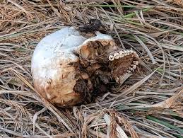 खेत में नरकंकाल मिलने से फैली सनसनी, शिनाख्ती में जुटी पुलिस