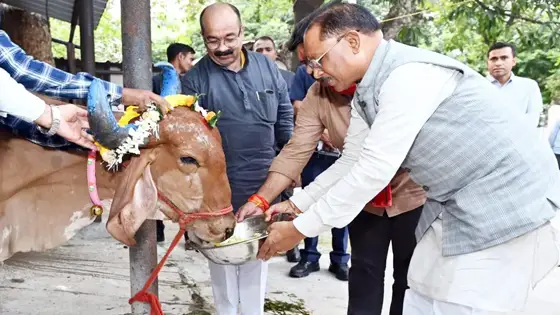 मुख्यमंत्री विष्णुदेव साय ने सीएम हाउस में की गौवंश की पूजा, गाय को गुड़ और खिचड़ी खिलाई