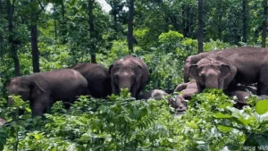 ग्रामीण इलाके में पहुंचा 35 हाथियों का दल, कड़कड़ाती ठंड में रात भर जागने पर लोग मजबूर