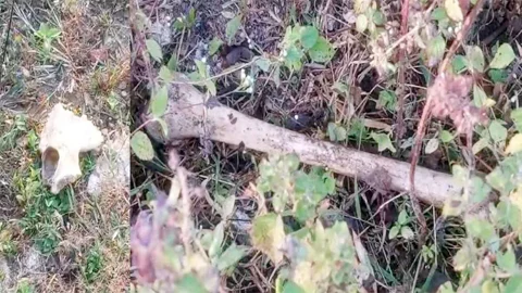 तीन नर कंकाल मिलने से इलाके में मचा हड़कंप, फोरेंसिक एक्सपर्ट के साथ मौके पर पहुंची पुलिस