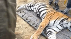 शहरी क्षेत्र में बाघ घुसने से मचा हड़कंप, वन विभाग की टीम ने रेस्क्यू कर पकड़ा