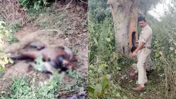 सड़क किनारे झाड़ियों में मिली युवक की सड़ी गली लाश, शिनाख्त में जुटी पुलिस