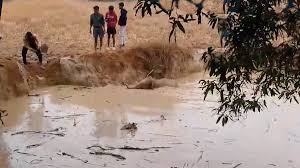 पास में मंडराते हाथियों की परवाह किए बगैर ग्रामीणों ने गड्ढे में फंसे हाथी के शावक को बचाया