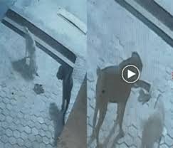 किंग कोबरा और दो डॉग के बीच भिड़ंत: कोबरा के डसने से एक डॉग की मौतकिंग कोबरा और दो डॉग के बीच भिड़ंत: कोबरा के डसने से एक डॉग की मौत, दूसरे की हालत गंभीर