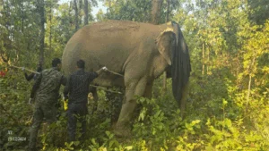 घायल हाथी घाव के कारण चलने-फिरने में असमर्थ, इलाज करने पहुंची डॉक्टरों की टीम