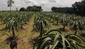 बस एक बार खेत में लगा लें ये फल, 50 सालों तक होगी तगड़ी कमाई, बाजार में रहती है हाई डिमांड