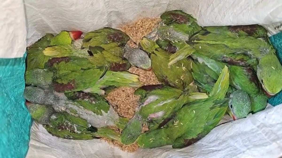 वन विभाग की बड़ी कार्रवाई, 26 तोते के साथ आरोपी गिरफ्तार