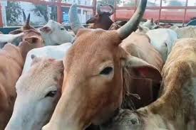 गौ तस्करी के खिलाफ पुलिस की बड़ी कार्रवाई, घेराबंदी कर 30 गायों का किया रेस्क्यू, आरोपी फरार…