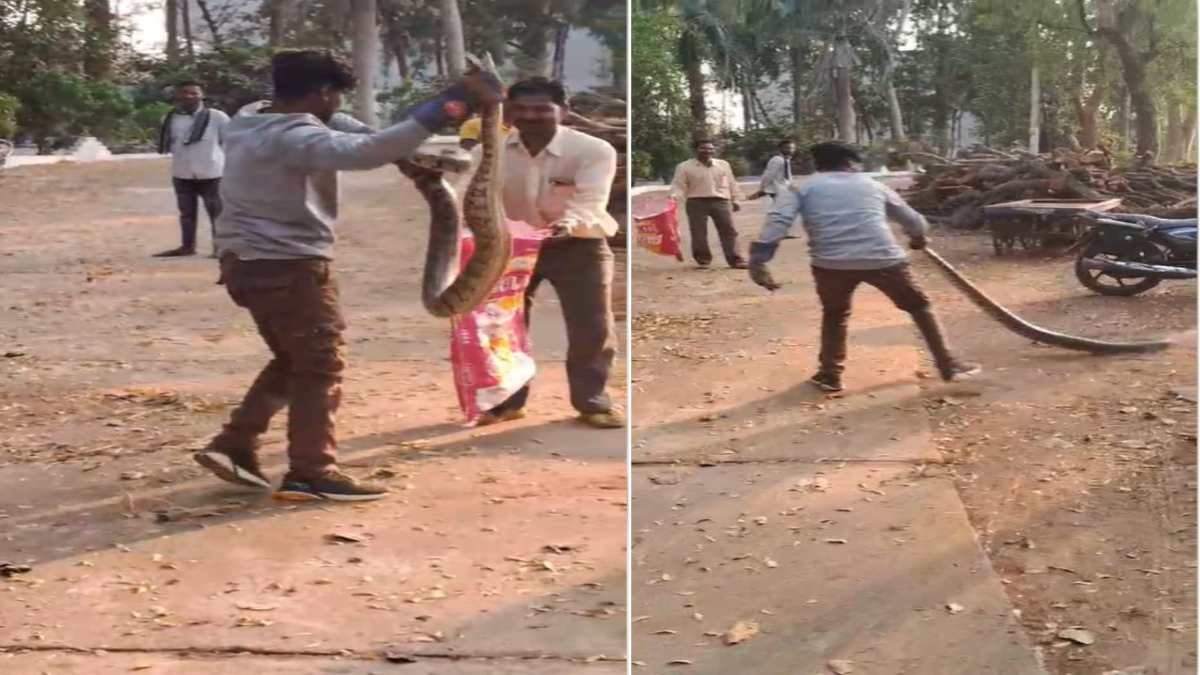 श्मशान घाट में निकला 7 फीट लंबा अजगर, देखकर ग्रामीणों के उड़े होश