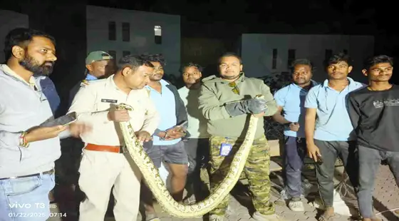 स्कूल परिसर में दो अजगर सांप निकलने से मच गया हड़कंप