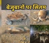 ये गौशाला संचालक तो कसाइयों से भी बदतर निकला, 19 गायों ने कैसे तड़प-तड़प कर तोड़ दिया दम
