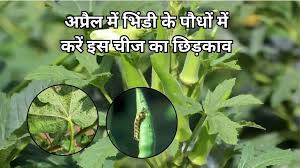 अप्रैल में भिंडी के पौधों में करें इस चीज का छिड़काव, कीट रोग का आतंक होगा खत्म पैदावार में होगी बेशुमार वृद्धि, जाने नाम