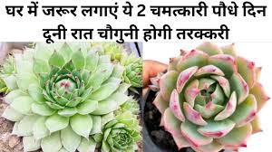 घर में जरूर लगाएं ये 2 चमत्कारी पौधे, दिन दूनी रात चौगुनी होगी तरक्करी धन में होगी बेशुमार वृद्धि, जाने नाम