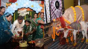 केक, गांववालों के लिए भोज और भव्य आयोजन. परिवार ने मनाया बछड़े का जन्मदिन