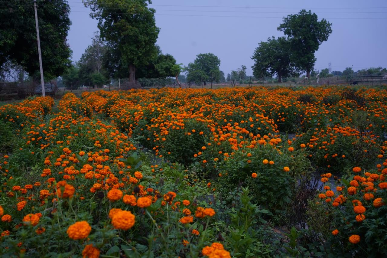 फूलों के खेती ने किसान मोती को बनाया सफल व्यवसायी