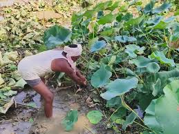 बालोद के किसान ढेंस खेती से कमा रहे मुनाफा, पारंपरिक धान से हटकर अपनाया नया विकल्प