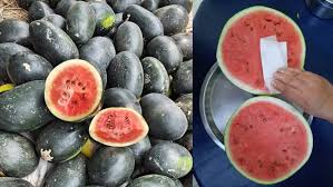 स्वास्थ्य के लिए खतरनाक हो सकता है रंगीन तरबूज, जानें कैसे करें असली और नकली की पहचान?
