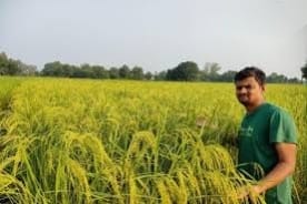 कमाल है धान की ये वैरायटी! एक हेक्टेयर से 88 क्विंटल तक उपज संभव, 9 राज्यों में खेती की है तैयारी