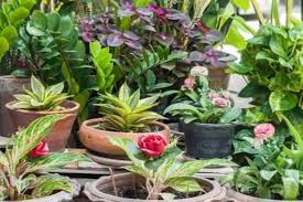 गर्मियों में पौधे सूखने लगे हैं? डालें किचन में रखी ये चीजें, फिर देखें खिल उठेगी डालियां, गार्डन हो जाएगा हरा-भरा