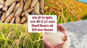 बाढ़ हो या सूखा, धान की ये 10 उन्नत किस्में देंगी किसान को बंपर पैदावार, हर परिस्थिति से लड़ने को हैं तैयार