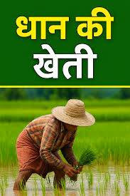 किसानों की कमाई बढ़ाने के लिए जी-जान से जुटी सरकार, गेहूं की तरह बोएं धान, जानिए क्या होगा फायदा, कैसे बढ़ेगी इनकम