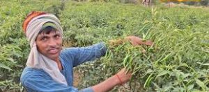 20000 की लागत में 2 लाख का मुनाफा, इस फसल की खेती से मालामाल हो सकते हैं किसान
