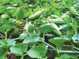 26 साल के युवा किसान ने रचा इतिहास: विकसित की परवल की नई वैरायटी ‘सोनू निगम’, वैज्ञानिक भी हुए दंग