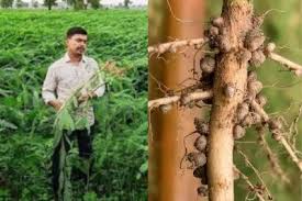किसानों के लिए वरदान बनेगी ढैंचा की खेती, हजारों किसानों को फ्री में मिलेगा बीज, 31 मई तक होगा चयन