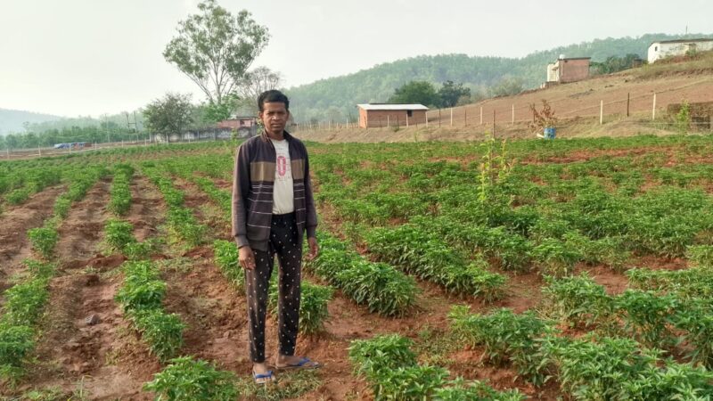 मिर्च उत्पादन से बढ़ा किसानों का मुनाफा