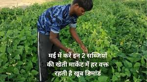 मई में करें इन 2 सब्जियों की खेती, मार्केट में हर वक्त रहती है खूब डिमांड खेती से कमाएं लाखों, बंपर उपज के लिए जाने उन्नत किस्में