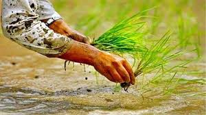 धान की रोपाई से पहले जरूर करें यह काम, दोगुनी हो जाएगी पैदावार, जानें एक्सपर्ट की सलाह