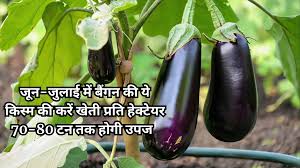 जून-जुलाई में बैंगन की ये किस्म की करें खेती प्रति हेक्टेयर 70-80 टन तक होगी उपज खेती से कमाएं लाखों और हो जाएं मालामाल