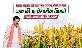 कम पानी में ज्यादा उपज देने वाली धान की 10 बेहतरीन किस्में, जानें फायदे और विशेषताएं