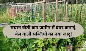इन सब्जियों की खेती में अपनाएं मचान विधि, कम जमीन पर भी होगी बंपर कमाई