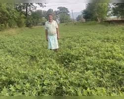 धान के बदले इस फसल की खेती से किसान कमा रहे मोटा मुनाफा, जानिए उन्नत किस्में और खेती का तरीका