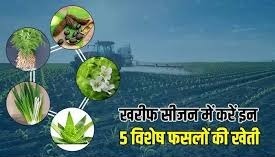 खरीफ सीजन की टॉप 5 सबसे मुनाफे वाली फसलें, बाजार में रहती है हमेशा मांग